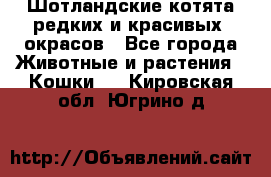 Шотландские котята редких и красивых  окрасов - Все города Животные и растения » Кошки   . Кировская обл.,Югрино д.